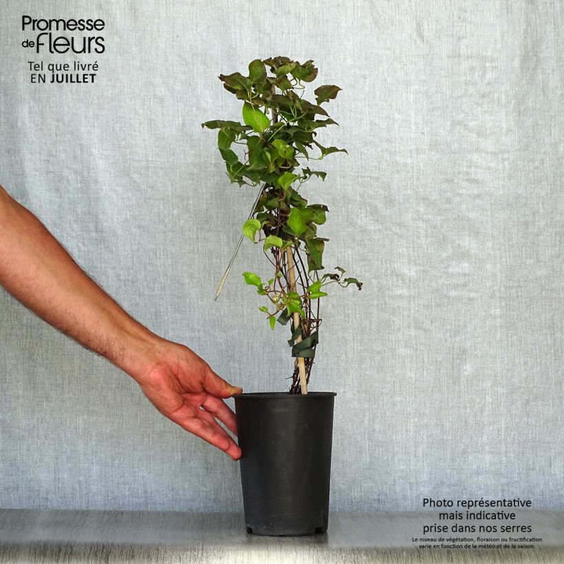 Clematis patens Shin-Shigyoku 2L/3L pot sample as delivered in summer