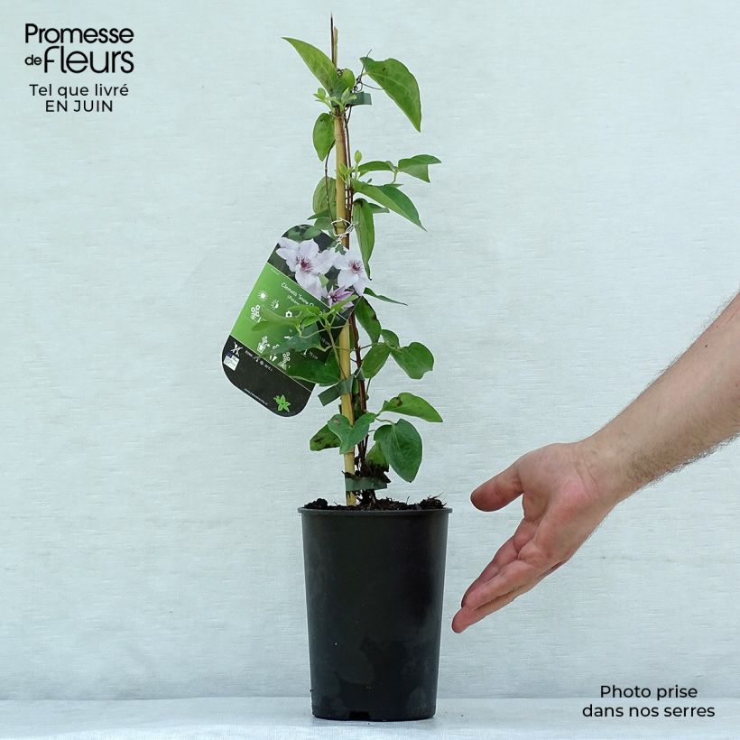 Clematis patens Snow Queen 2L/3L pot sample as delivered in summer