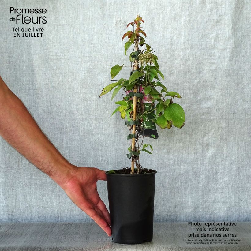 Clematis Souvenir du Capitaine Thuilleaux 2L/3L pot sample as delivered in summer