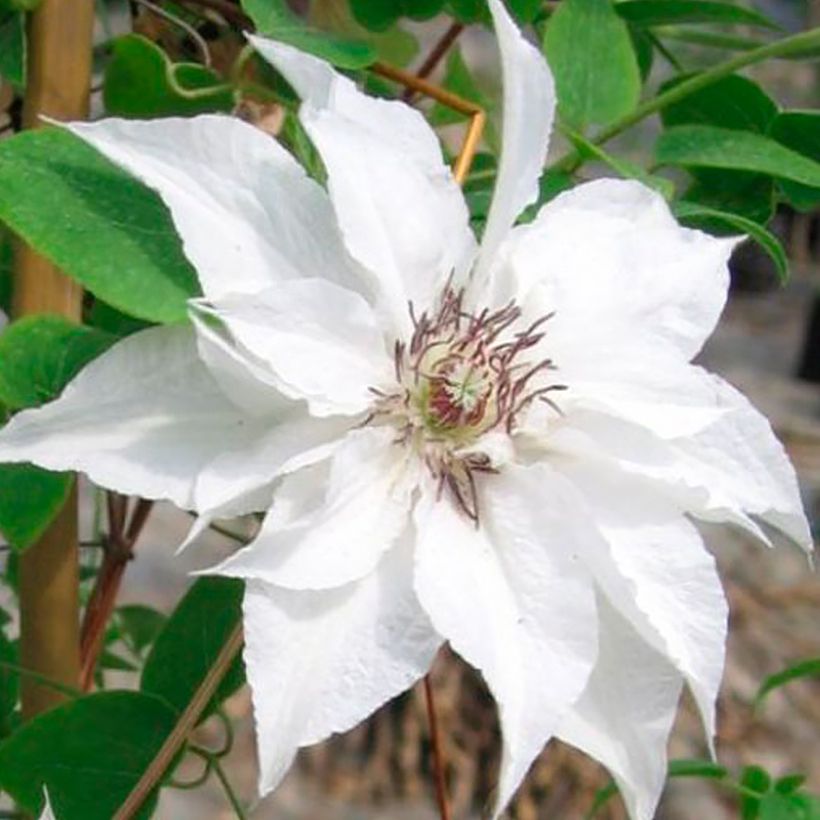 Clematis Sparkler (Flowering)