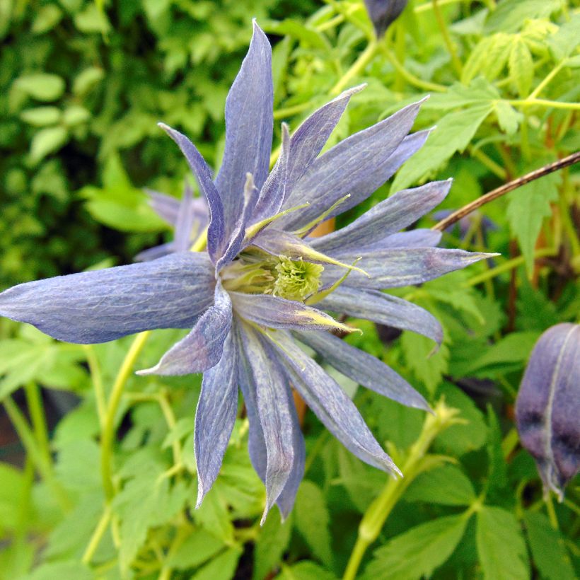 Clematis Spiky (Flowering)