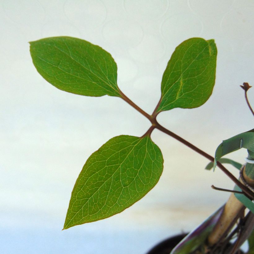 Clematis Star of India (Foliage)