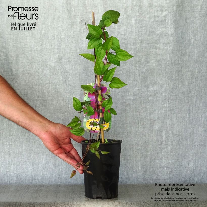 Clematis Star of Pakistan 2L/3L pot sample as delivered in summer