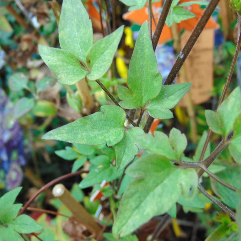 Clematis Taiga (Foliage)