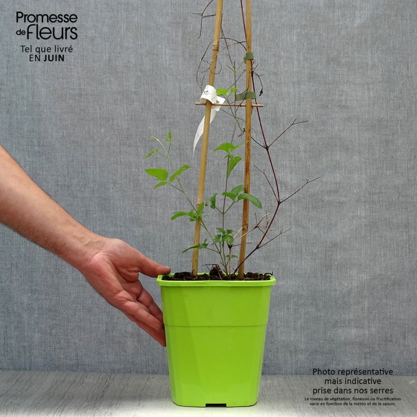Clematis Taiga 4L/5L pot sample as delivered in summer