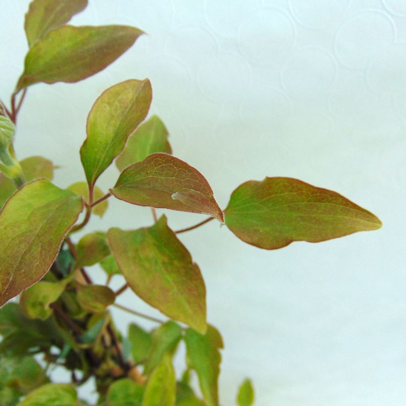 Clematis patens Teshio (Foliage)