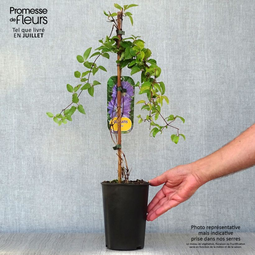Clematis patens Teshio 2L/3L pot sample as delivered in summer