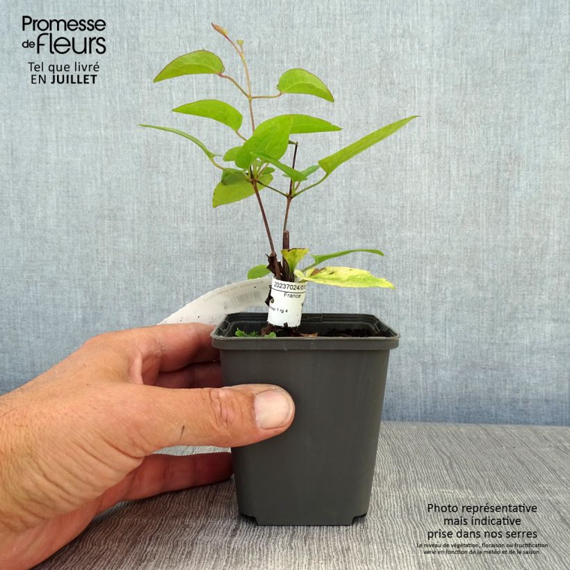 Clematis The President 8/9 cm pot sample as delivered in summer