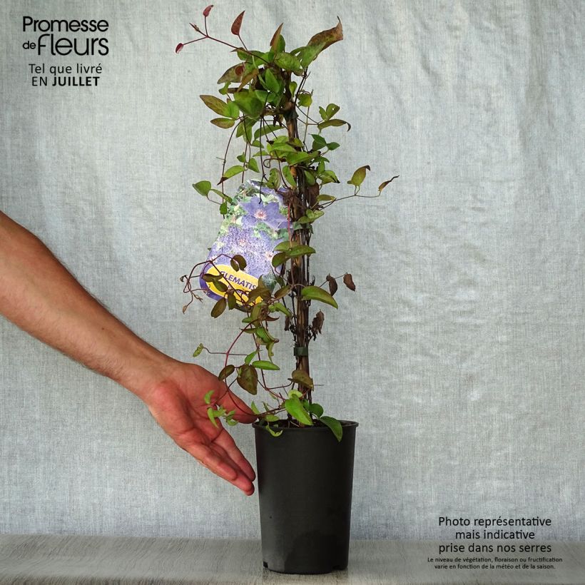 Clematis The President 2L/3L pot sample as delivered in summer