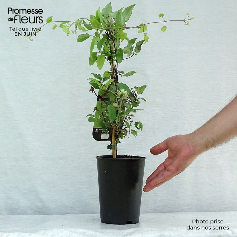 Clematis patens 'The Vagabond' 2L/3L pot sample as delivered in summer