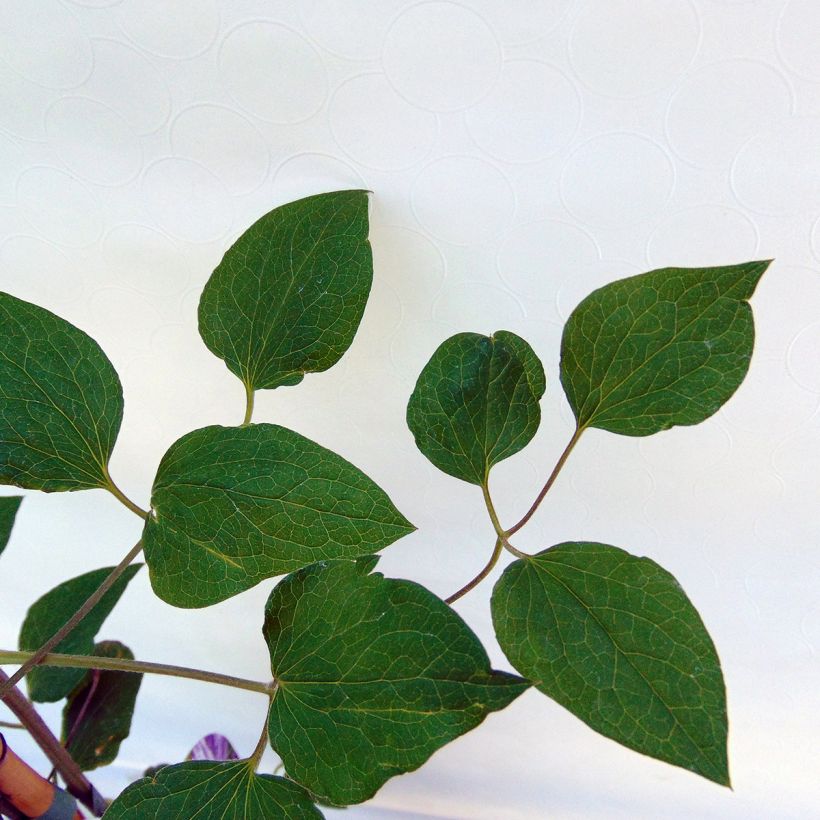 Clematis Tie Dye (Foliage)