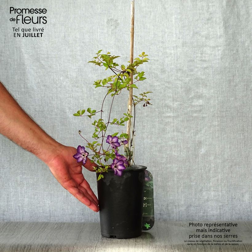 Clematis Venosa Violacea 2L/3L pot sample as delivered in summer