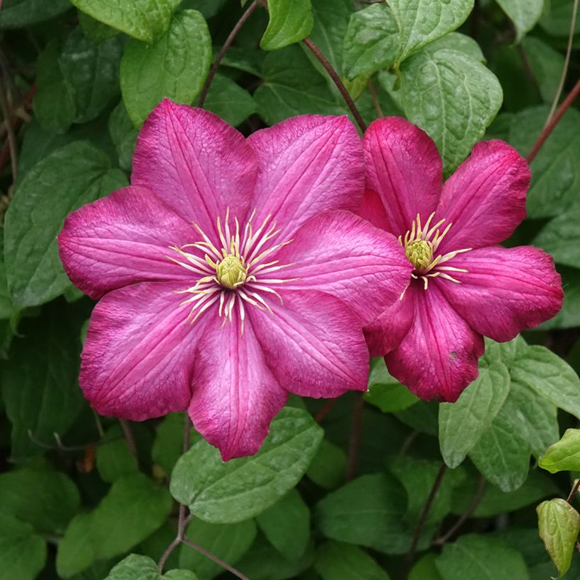 Clematis x viticella 'Ville de Lyon' (Flowering)