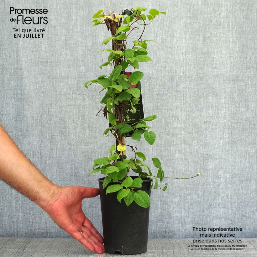 Clematis x viticella 'Ville de Lyon' 1.5L/2L pot sample as delivered in summer