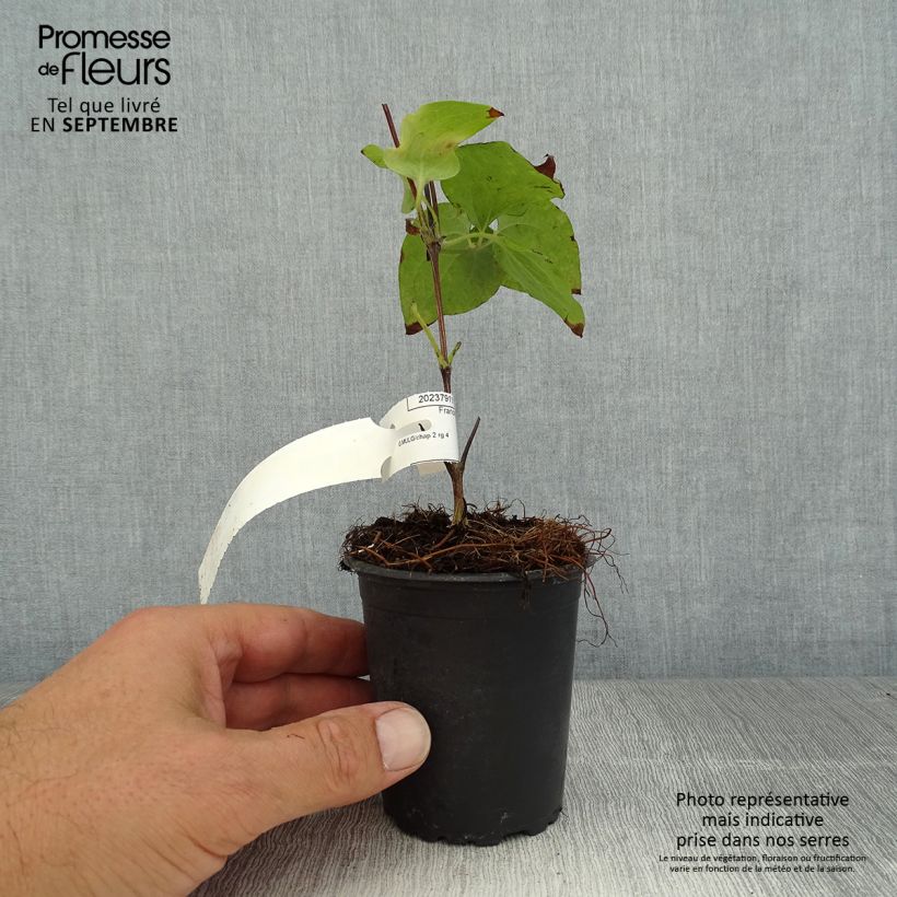 Clematis patens Vyvyan Pennell 8/9 cm pot sample as delivered in summer