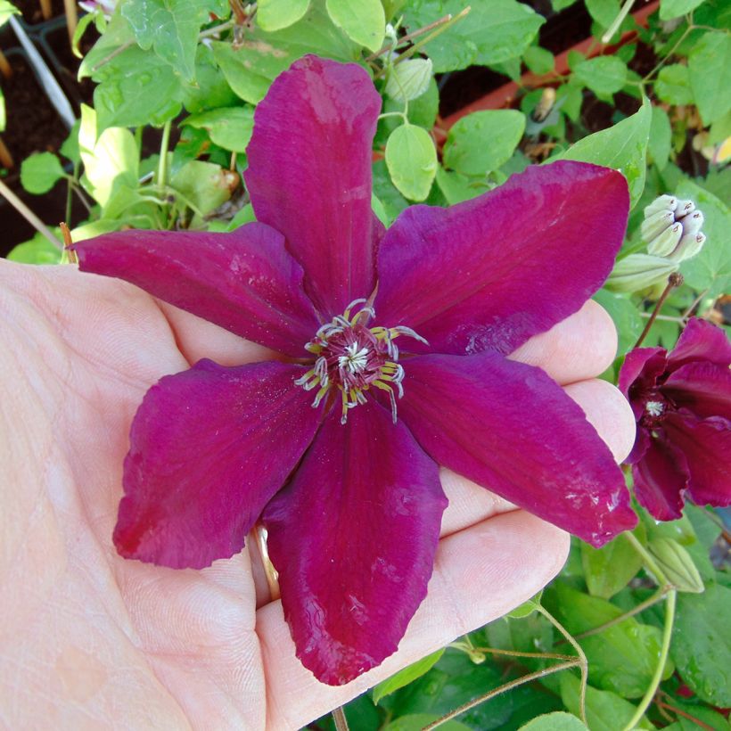 Clematis x patens Westerplatte (Flowering)