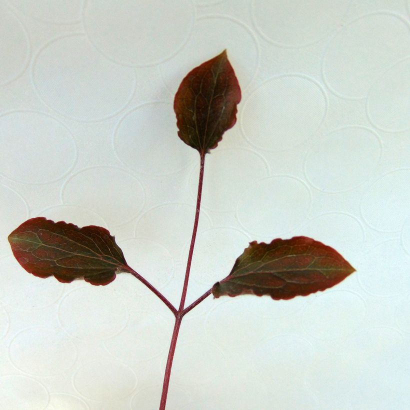 Clematis x patens White Pearl  (Foliage)