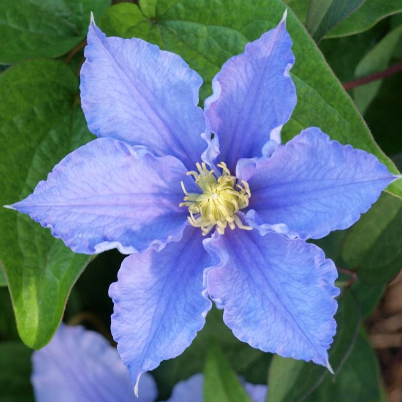 Clematis patens Will Goodwin (Flowering)