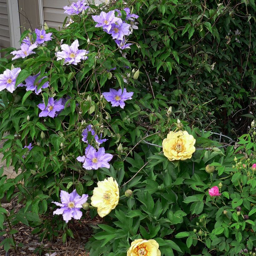 Clematis patens Will Goodwin (Plant habit)