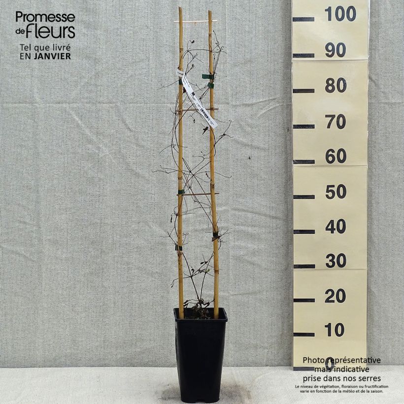 Clematis patens Will Goodwin 2L/3L pot sample as delivered in winter