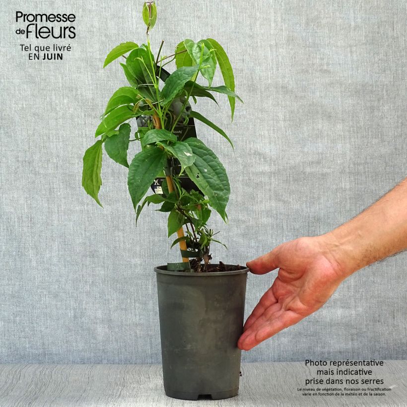 Clematis urophylla Winter Beauty 2L/3L pot sample as delivered in summer