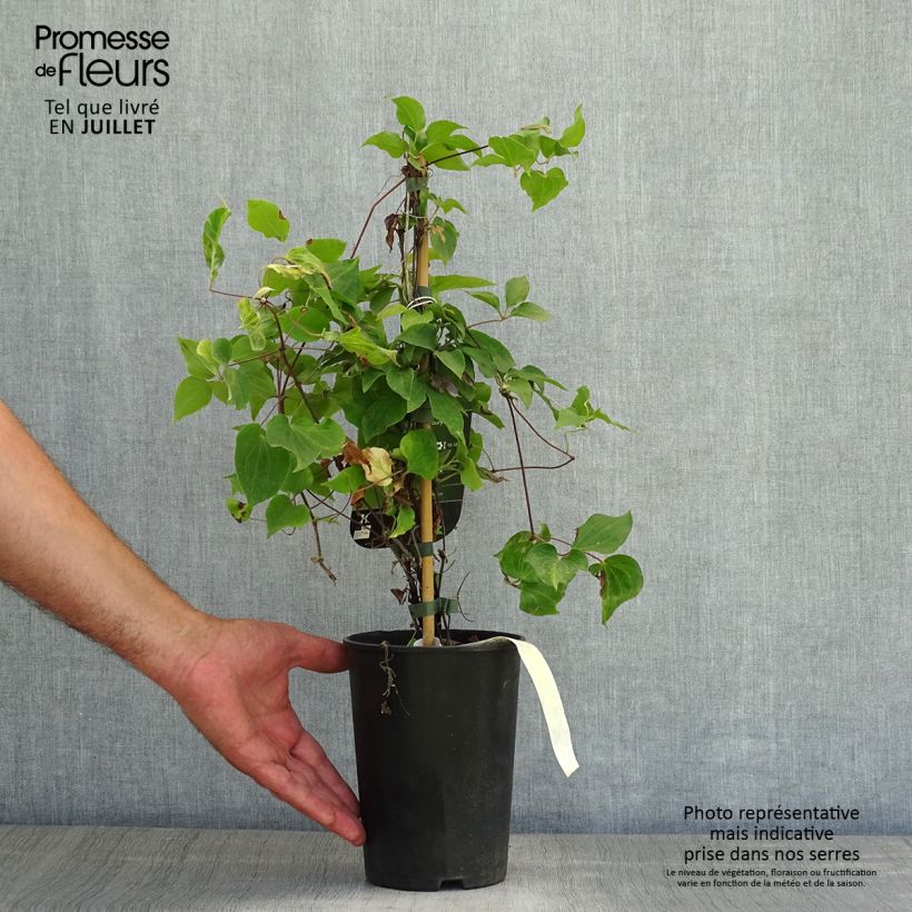 Clematis patens Yvette Houry 1.5L/2L pot sample as delivered in summer