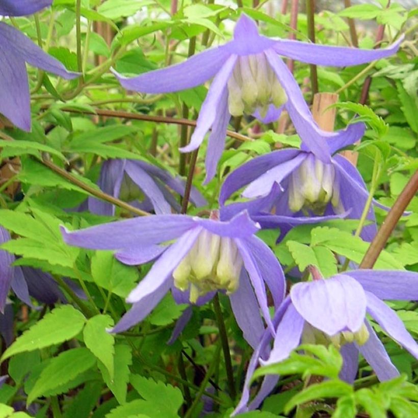 Clematis alpina - Alpine Clematis (Flowering)