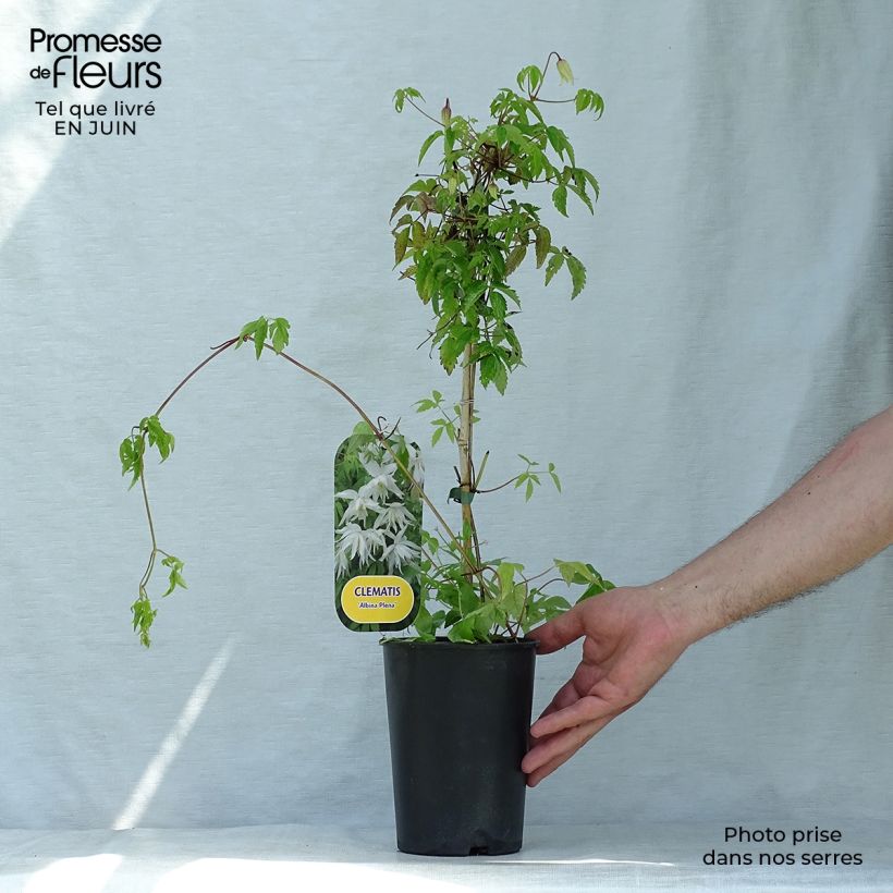 Clematis atragene alpina Plena 2L/3L pot sample as delivered in summer