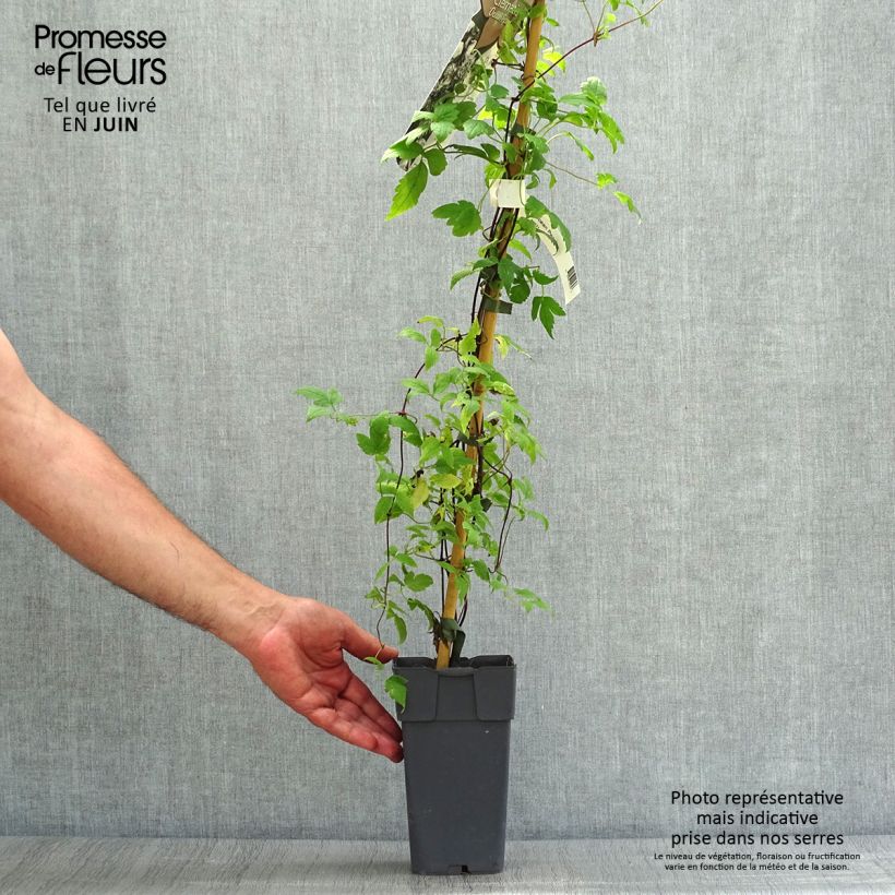 Clematis atragene alpina Ocean Pearl 2L/3L pot sample as delivered in summer