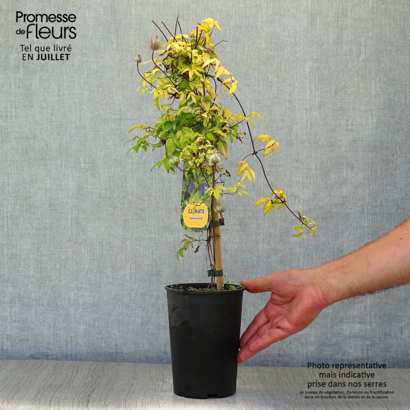 Clematis atragene Stolwijk Gold 2L/3L pot sample as delivered in summer