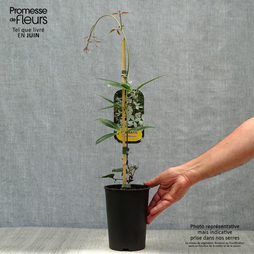 Clematis armandii Apple Blossom 2L/3L pot sample as delivered in summer