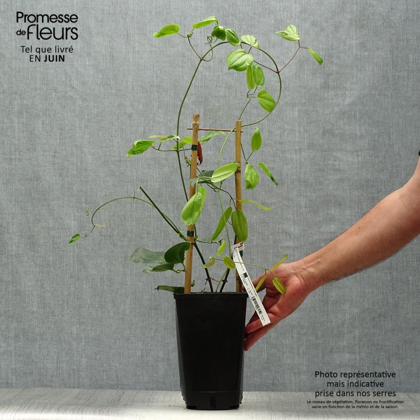 Clematis armandii Hendersonii Rubra - Evergreen Clematis 2L/3L pot sample as delivered in summer