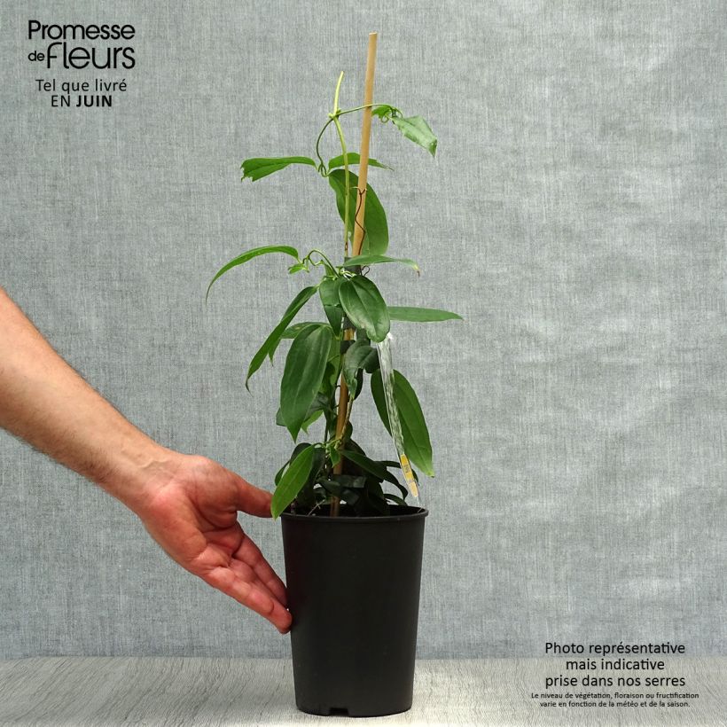 Clematis armandii Little White Charm - Evergreen Clematis 2L/3L pot sample as delivered in summer