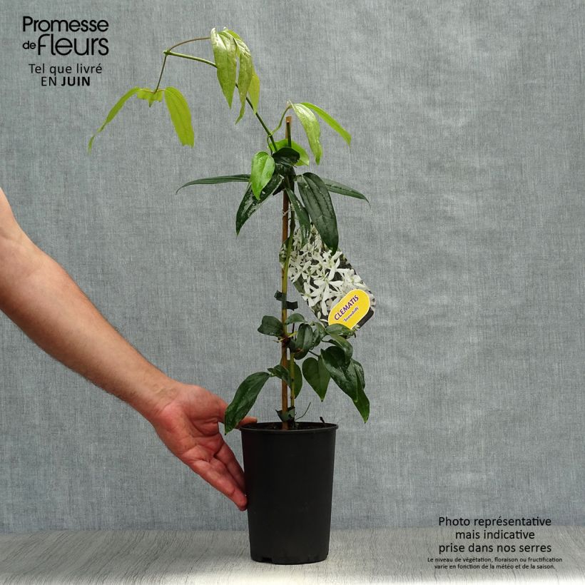 Clematis armandii Snowdrift - Evergreen Clematis 2L/3L pot sample as delivered in summer