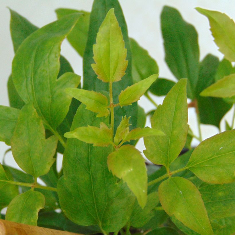 Clematis x cirrhosa Advent Bells (Foliage)