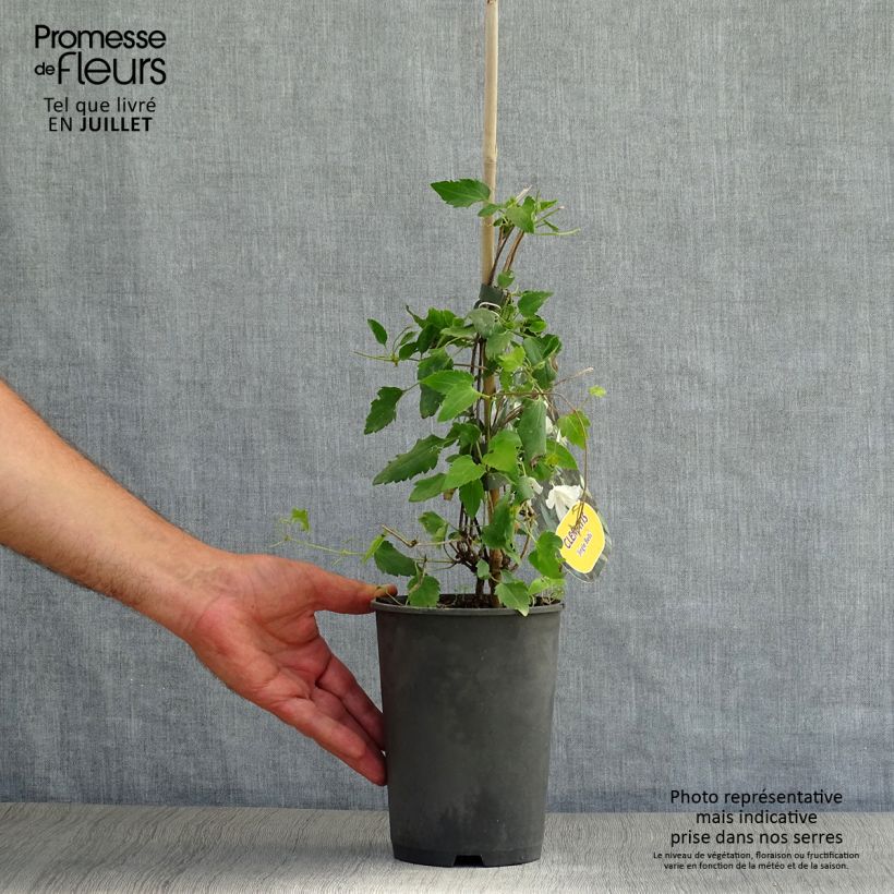 Clematis cirrhosa Jingle Bells 2L/3L pot sample as delivered in summer