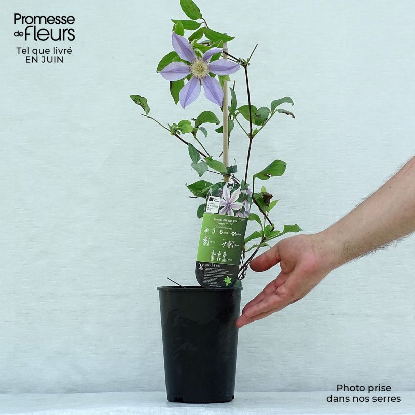Clematis diversifolia River Star 2L/3L pot sample as delivered in summer