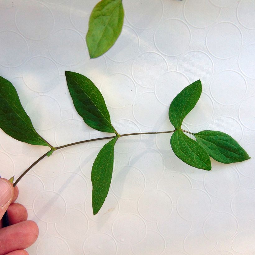 Clematis diversifolia Rooguchi (Foliage)