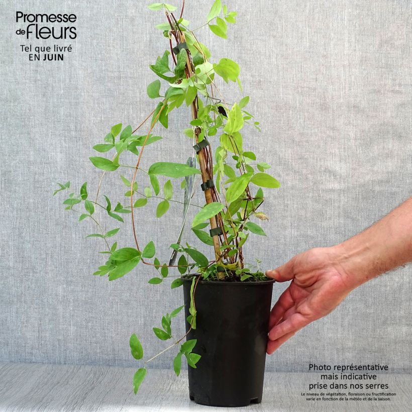 Clematis diversifolia Rooguchi 2L/3L pot sample as delivered in summer