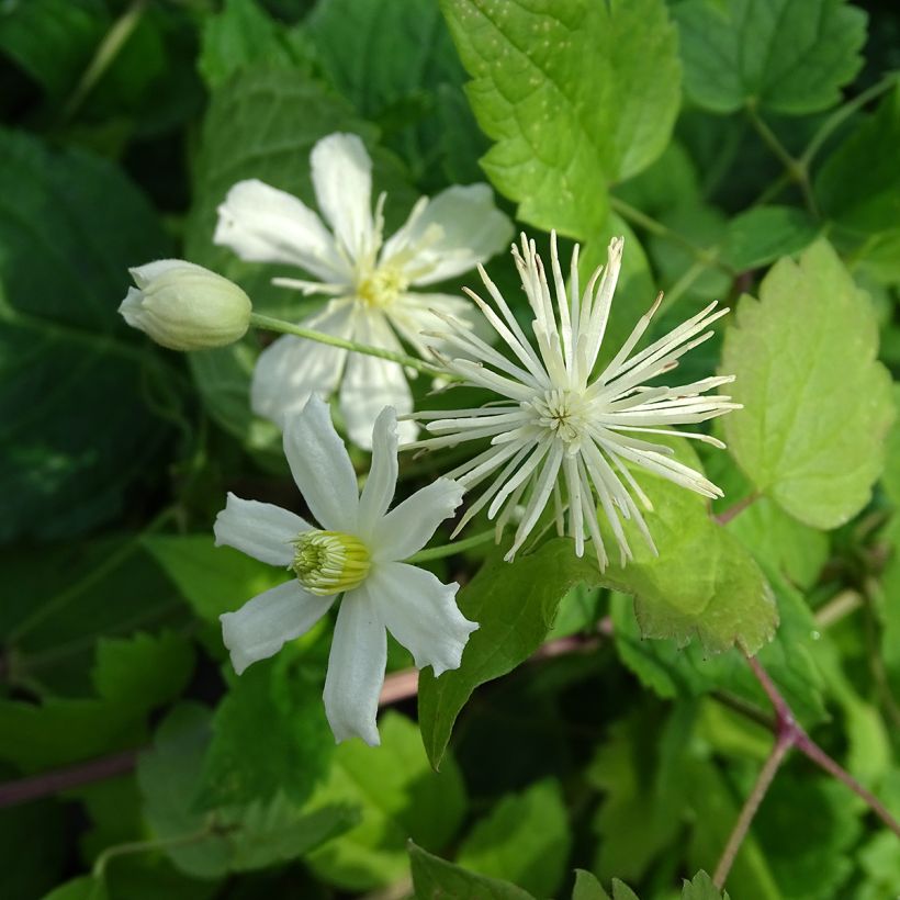 Clematis fargesii Summersnow (Flowering)