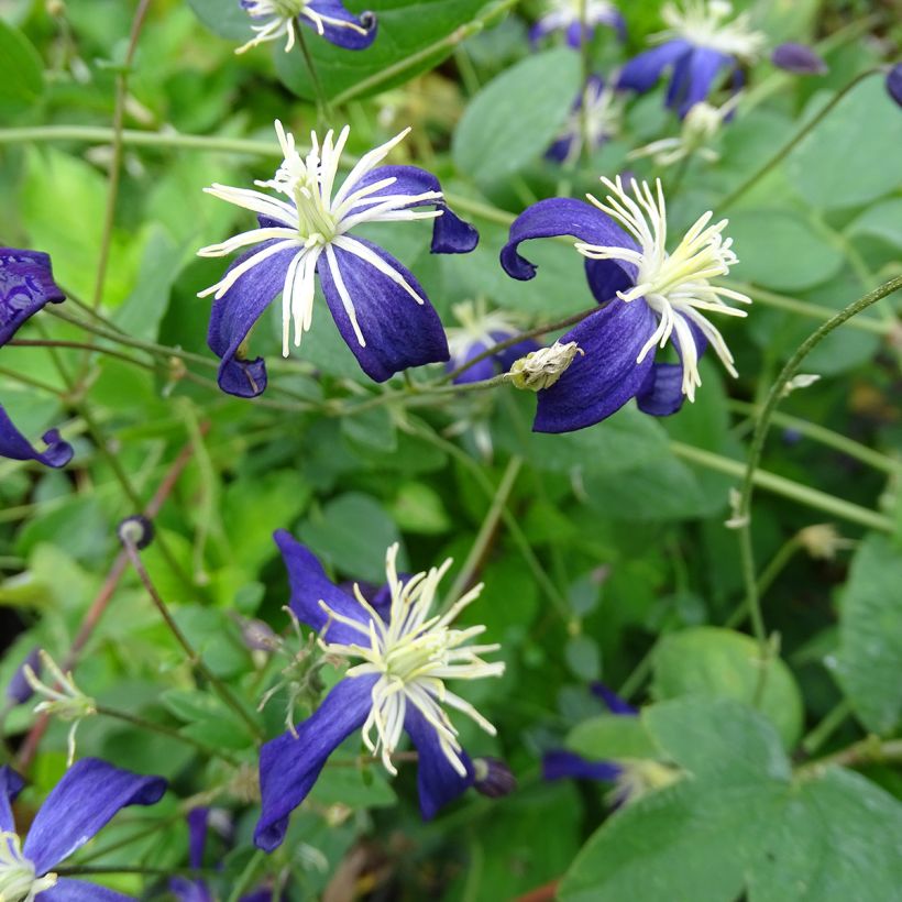 Clematis flammula Aromatica (Flowering)