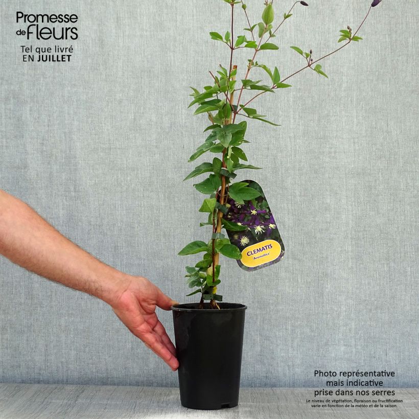 Clematis flammula Aromatica 2L/3L pot 40/50cm sample as delivered in summer