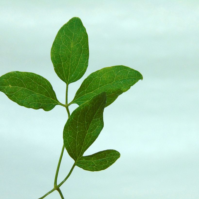 Clematis flammula rubromarginata (Foliage)