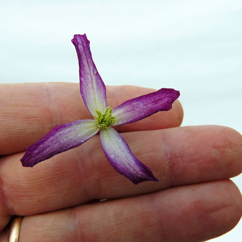 Clematis flammula rubromarginata (Flowering)