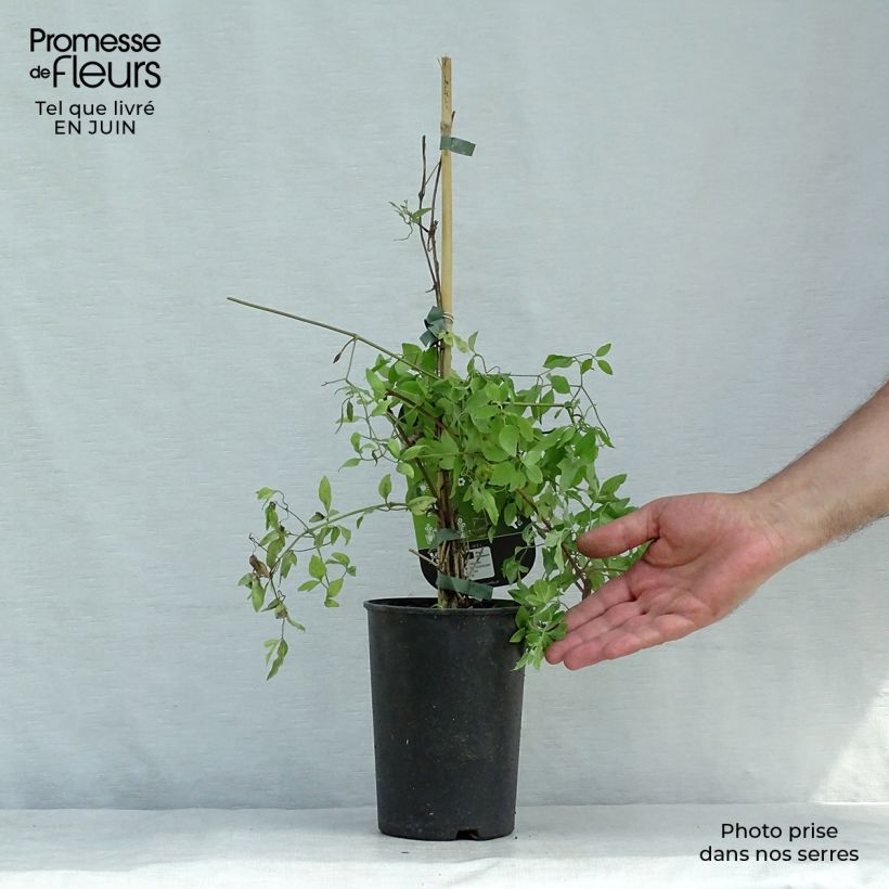 Clematis flammula rubromarginata 2L/3L pot sample as delivered in summer