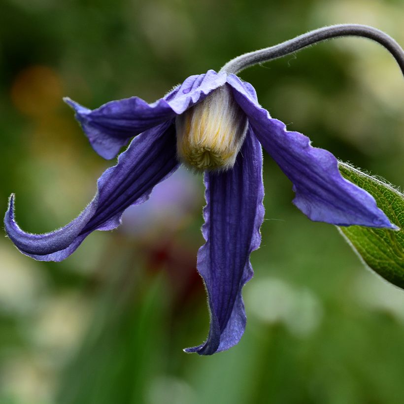 Clematis integrifolia Baby Blue (Flowering)