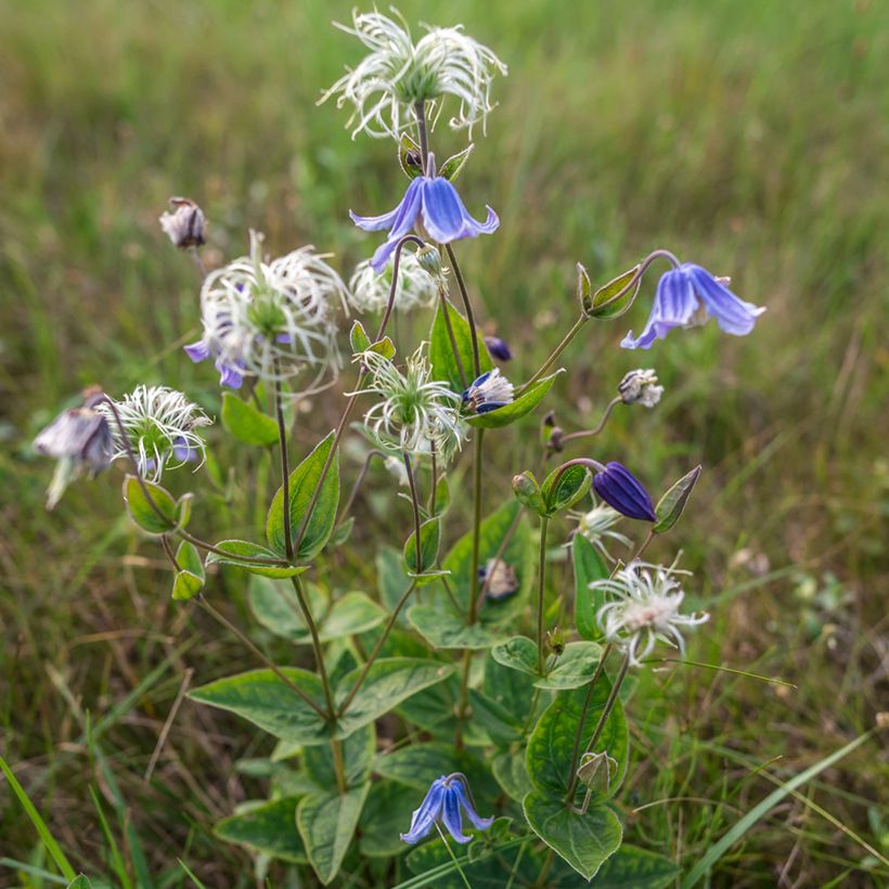 Clematis integrifolia Baby Blue (Plant habit)