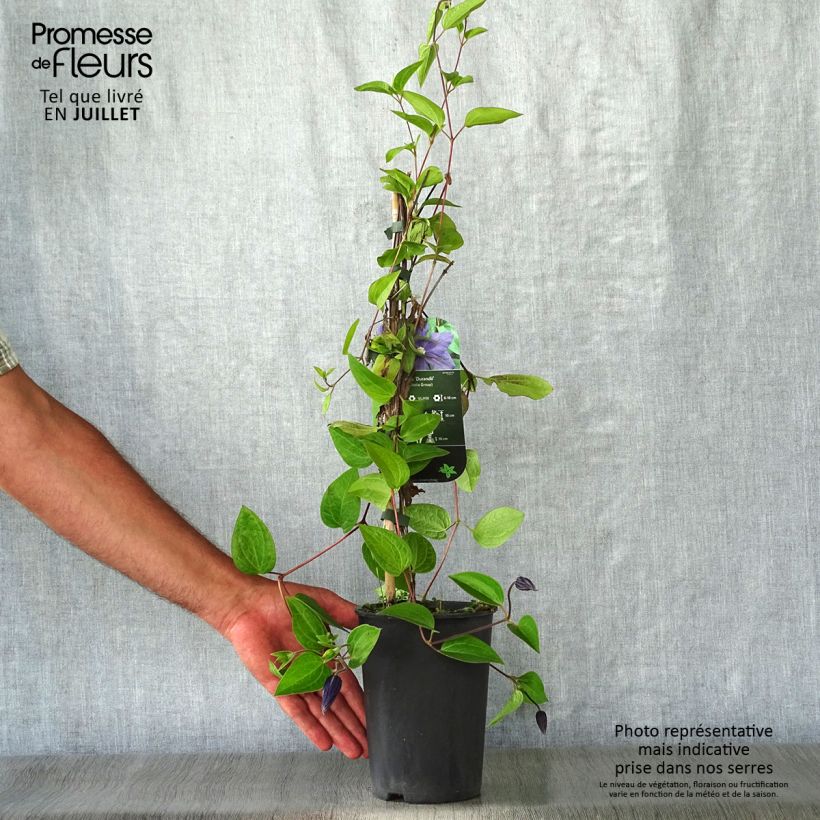 Clematis x durandii 2L/3L pot sample as delivered in summer