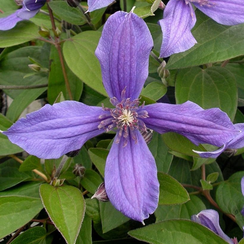 Clematis integrifolia Miranda Floclemi - Solitary virgin's-bower (Flowering)