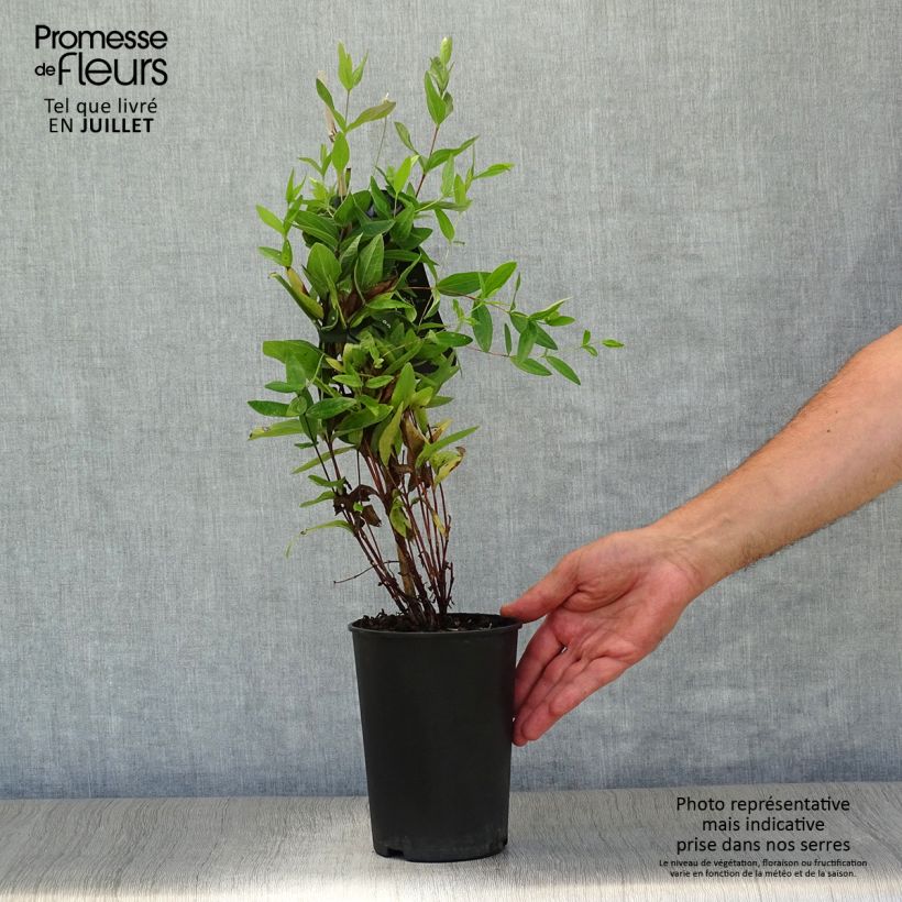 Clematis integrifolia - Herbaceous Clematis 2L/3L pot sample as delivered in summer